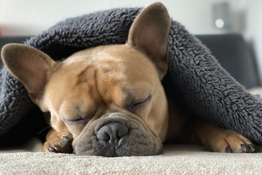 Dog sleeping on carpet